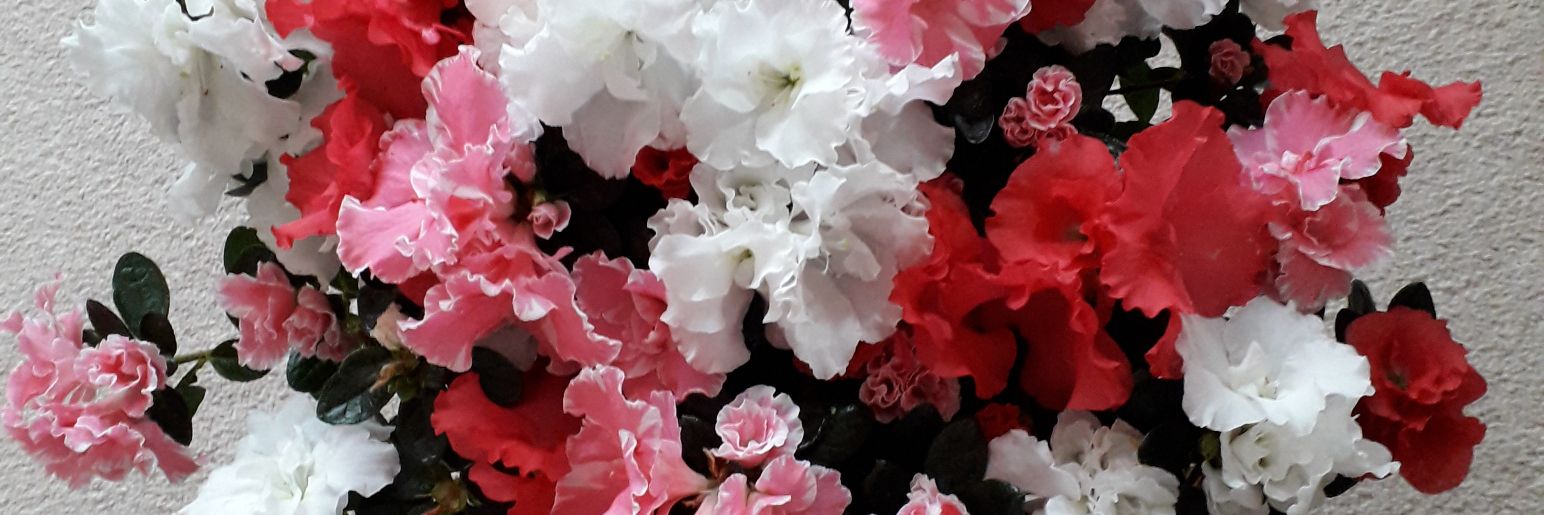 CindyMB13's profile banner image