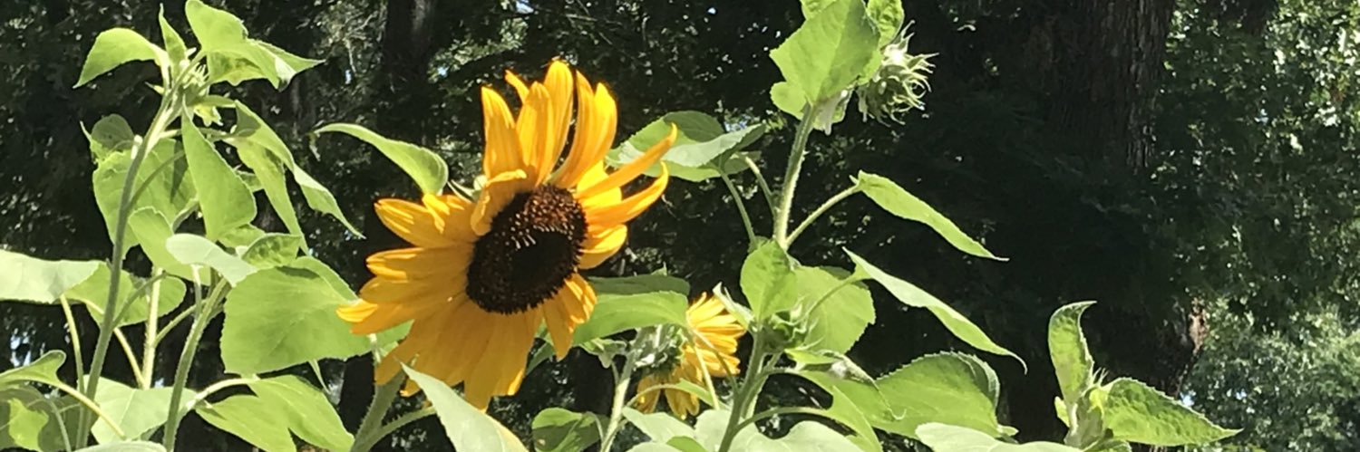 debibair's profile banner image
