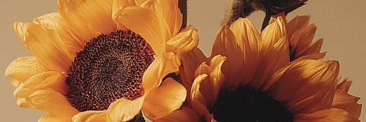 observent banner