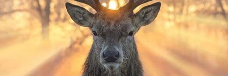 sur_taah's profile banner image