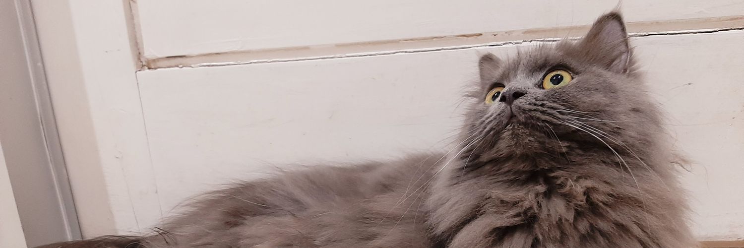 lsandilaa's profile banner image