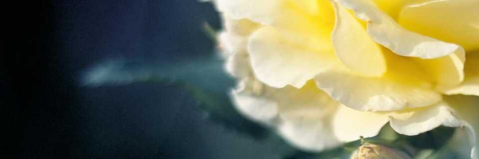 Castle Pasture banner