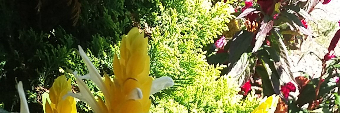mutantotull's profile banner image