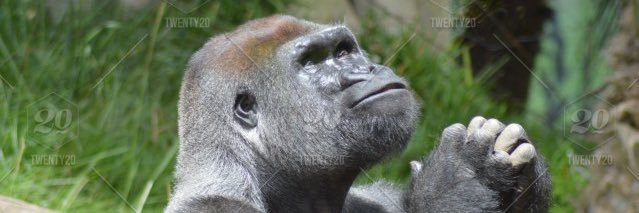 _bingy's profile banner image