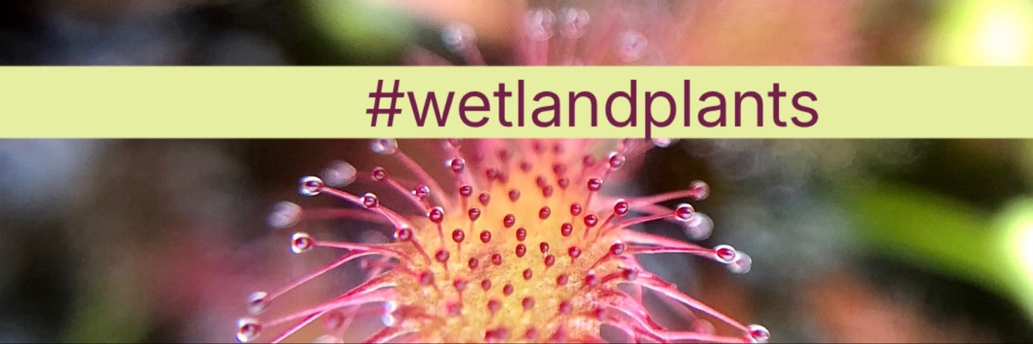 wildflower_hour's profile banner image