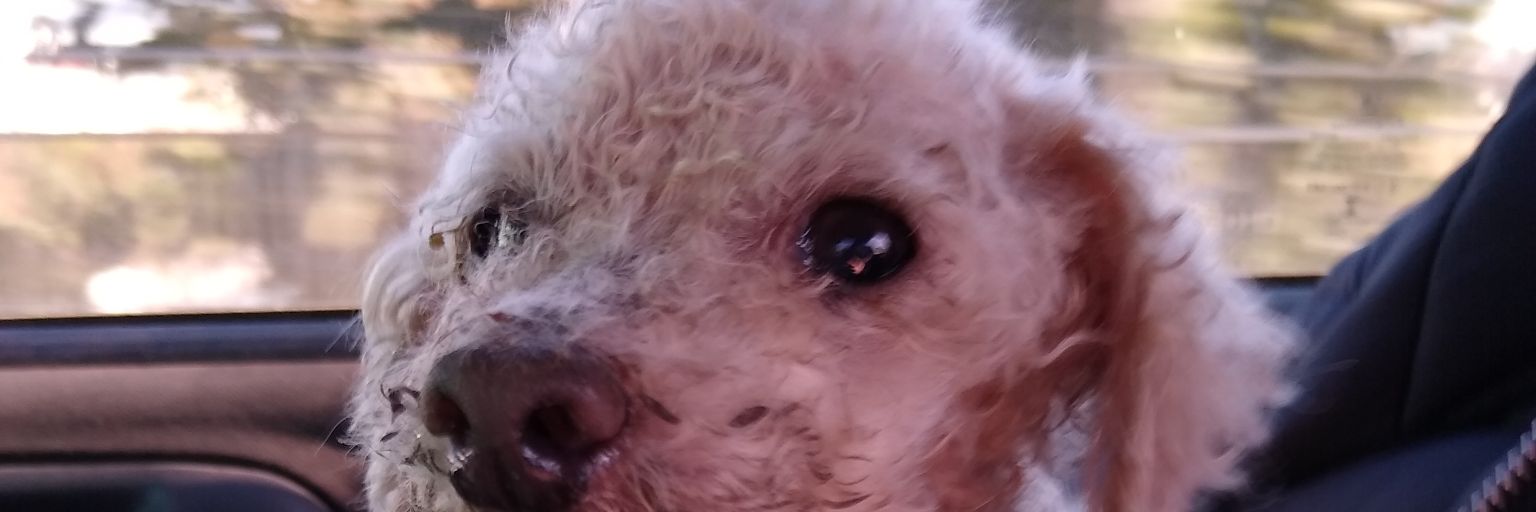 PureDePapa21's profile banner image