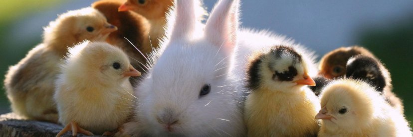 Human Co-operation for Stray Animals banner