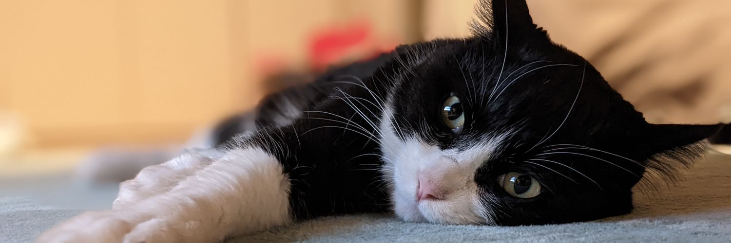 えびフライのしっぽ🇺🇦🇺🇦🇺🇦 banner