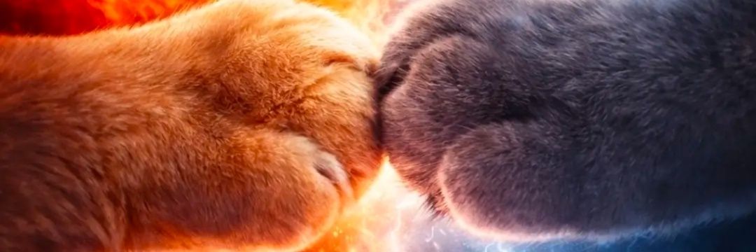 Miss. Spark ✨ banner