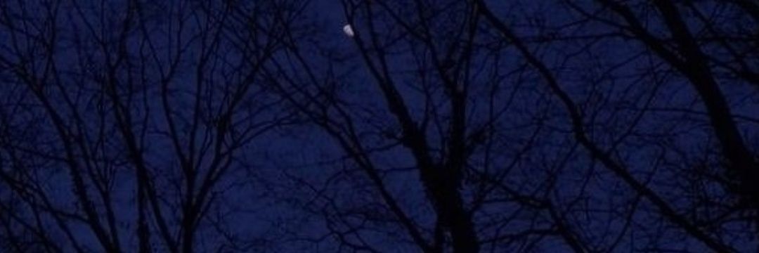 Sugar Daimon 🖤 banner