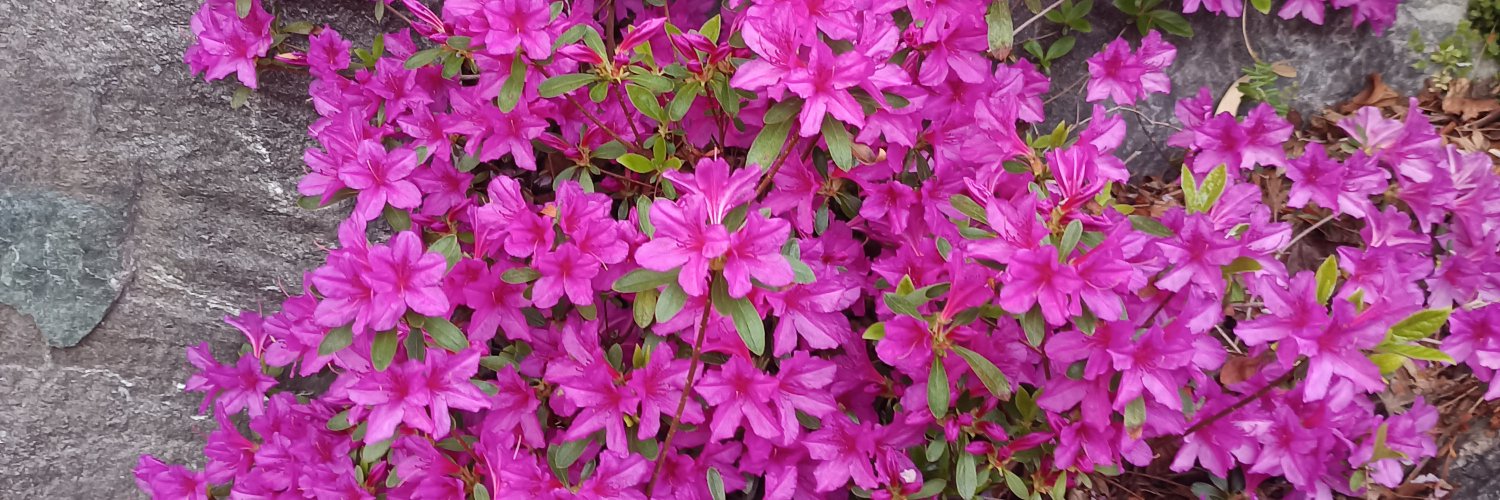 ashishyogstar1's profile banner image