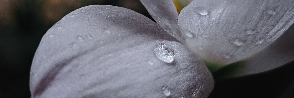 Icarri_'s profile banner image