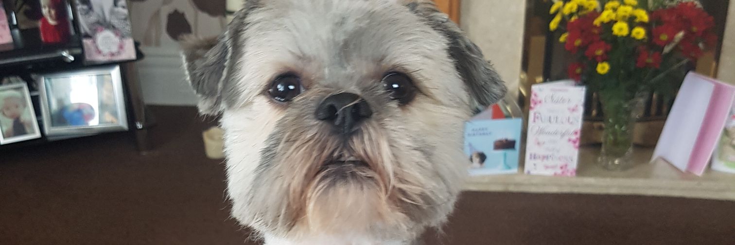 Loobyluci's profile banner image