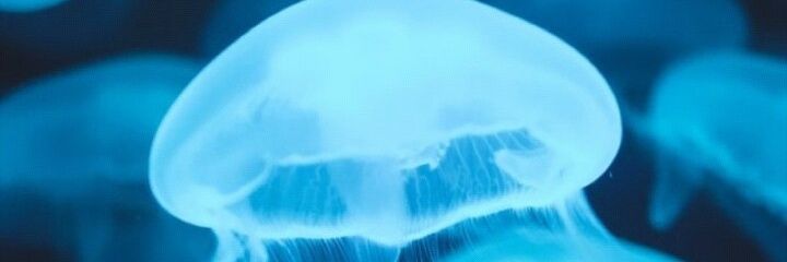 paush04's profile banner image