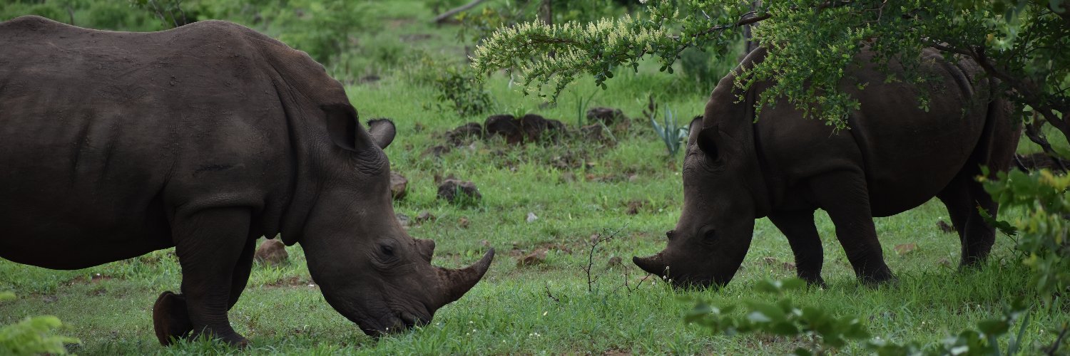 Simone Montoya banner