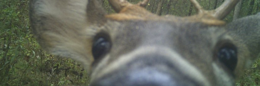 madlykosh's profile banner image