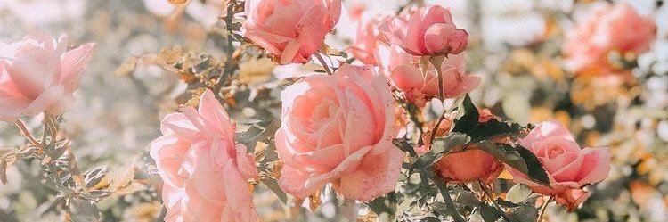 camiille_le's profile banner image