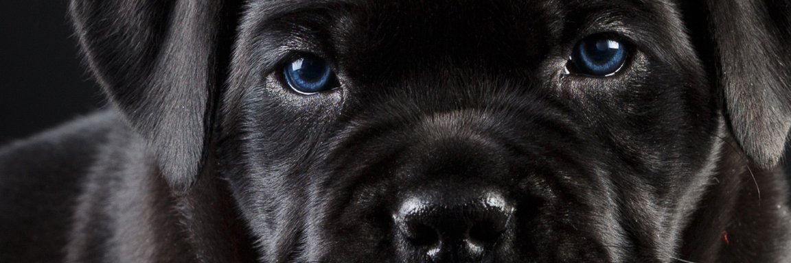 Danny banner
