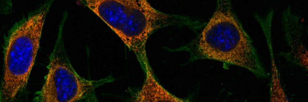 Harihar Mohan banner