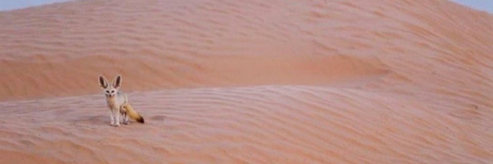 Scrunkly 🦊🇦🇷 banner