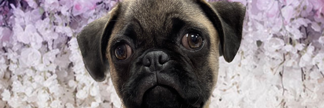 ornelasmonce's profile banner image