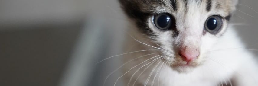 hehegitu's profile banner image