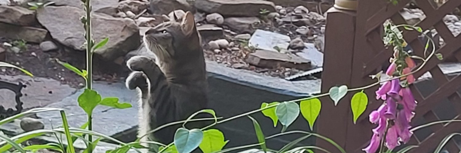 MShiftyeyes's profile banner image