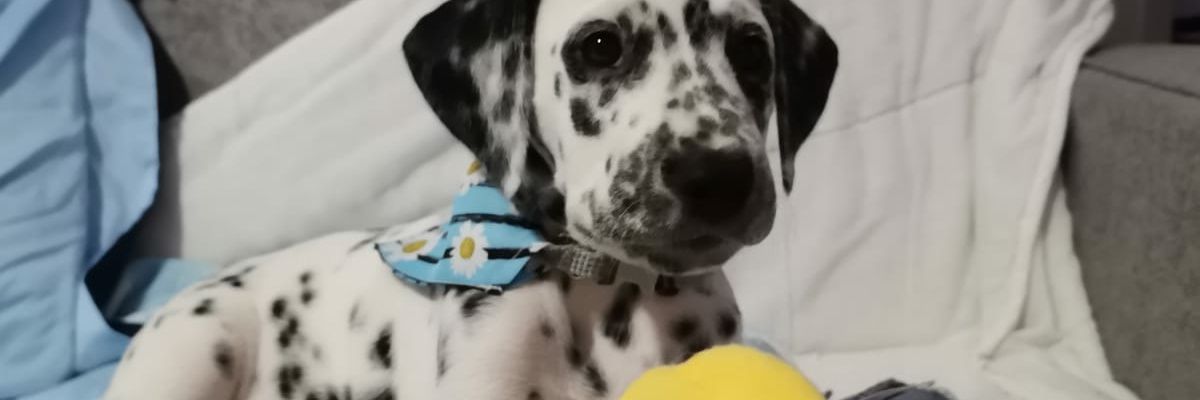 ruuthfernandez_'s profile banner image