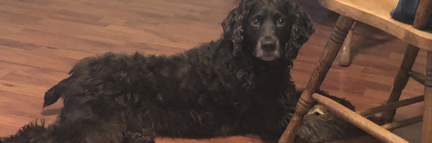 Hanklin the Boykin banner