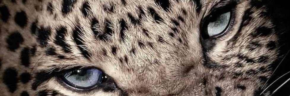 snowy👁️‍🗨️ banner