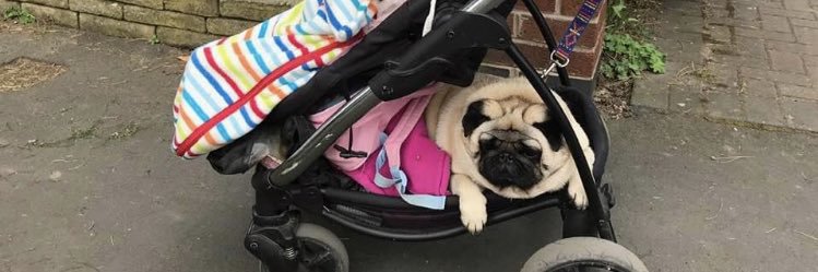 pug philosophy 🌈 banner