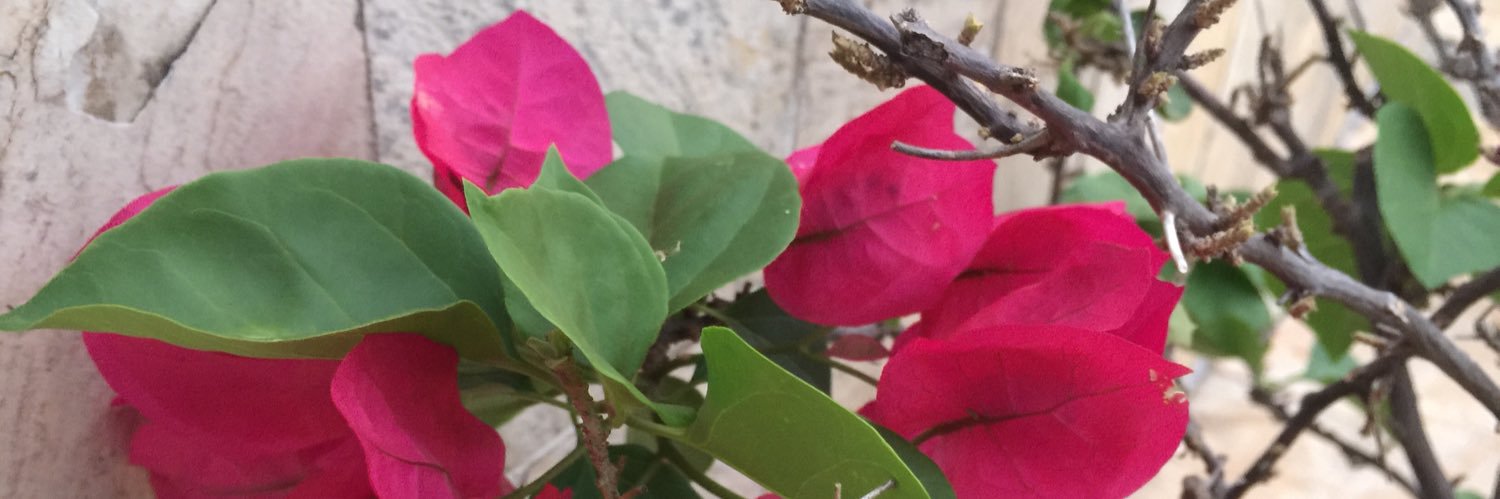 mariangelasm's profile banner image