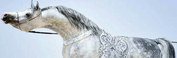 Latiy77's profile banner image