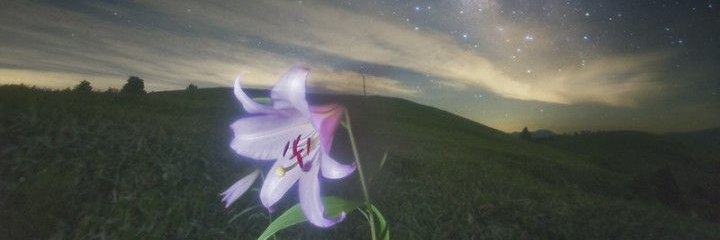 maisara banner