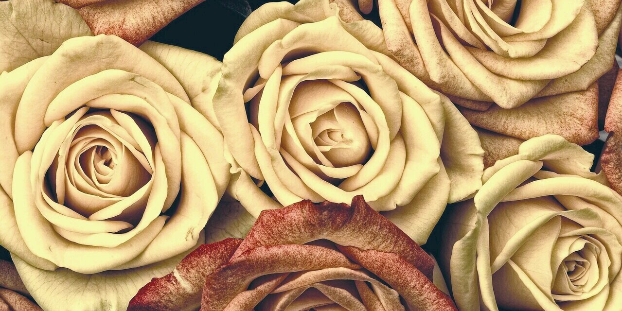 nataliacbh's profile banner image
