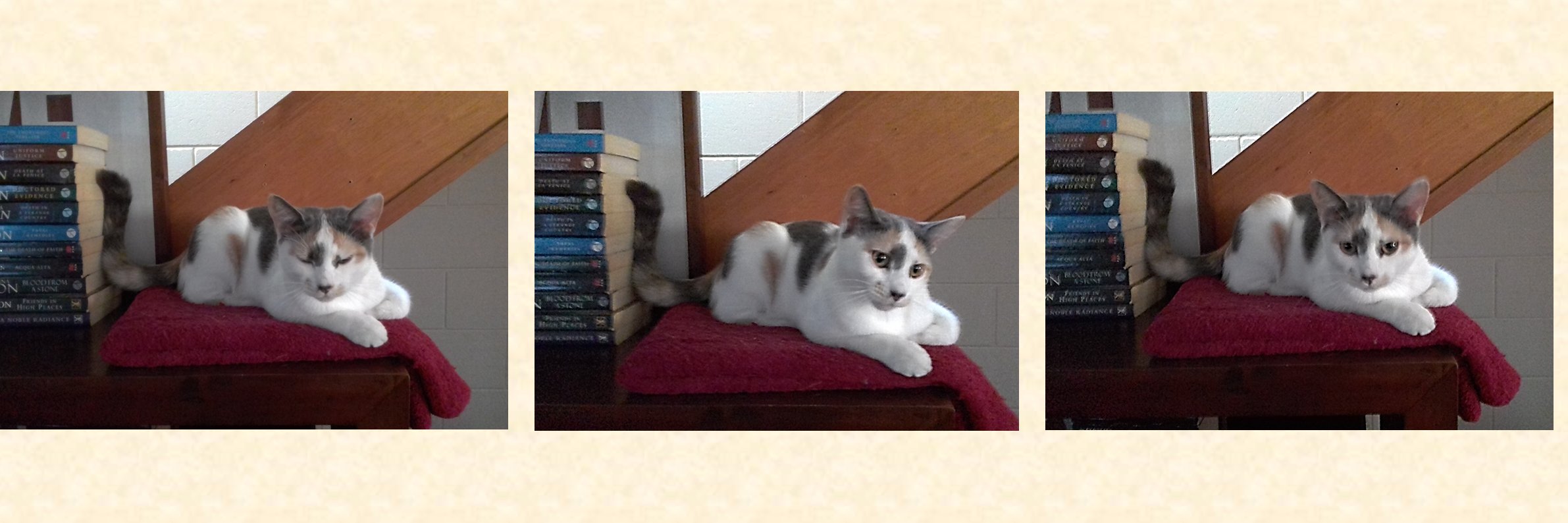 Michelle 4x💉 9x💊 0x 🩹 #Ukraine💙🌻💛 banner