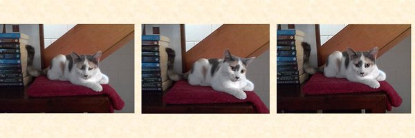 Mopshell Profile Banner