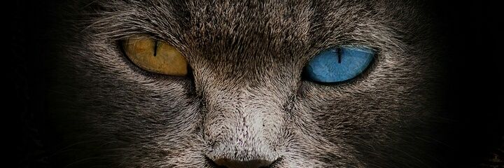 soyshamir's profile banner image