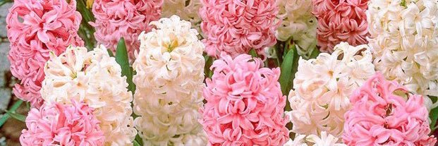 lottie banner