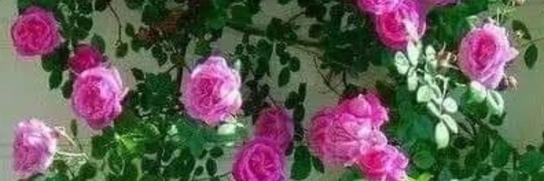 mahabeer_mathur's profile banner image