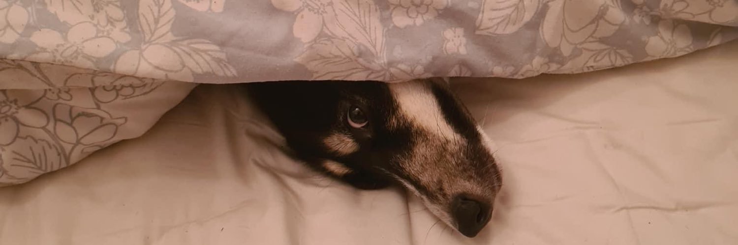 gaggot's profile banner image
