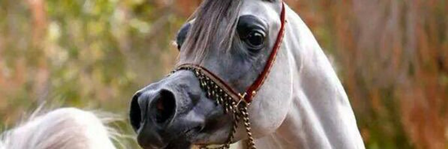 Jg31474Joe's profile banner image