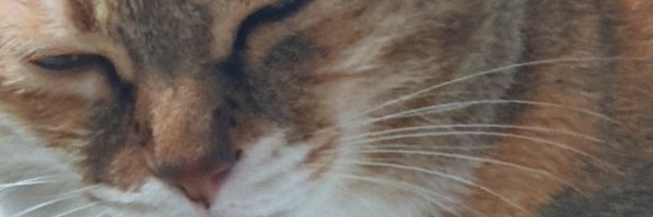 Jade8688_ Profile Banner