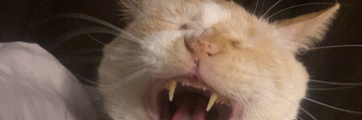 hanngef's profile banner image