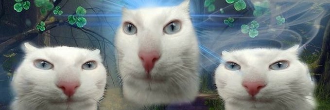 Shemcat banner