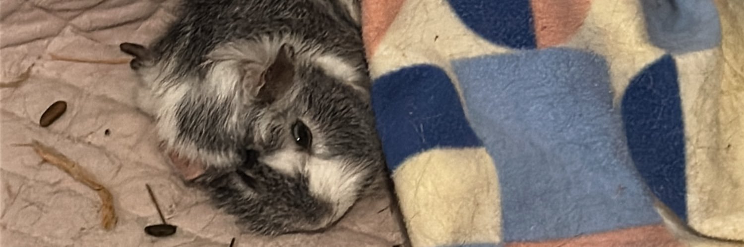Monkeybords's profile banner image