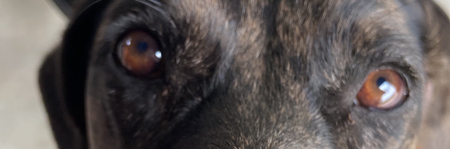luizpedropdc's profile banner image