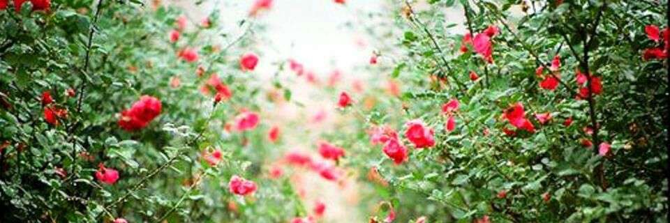 _emanuelaalves's profile banner image