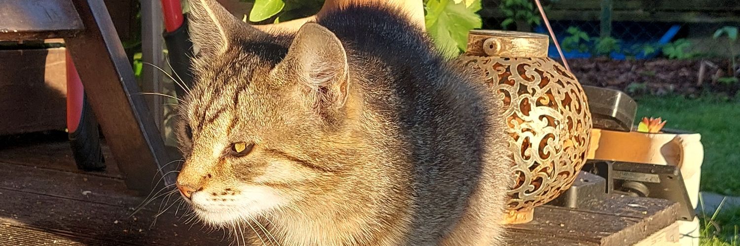 MeFeetfor's profile banner image