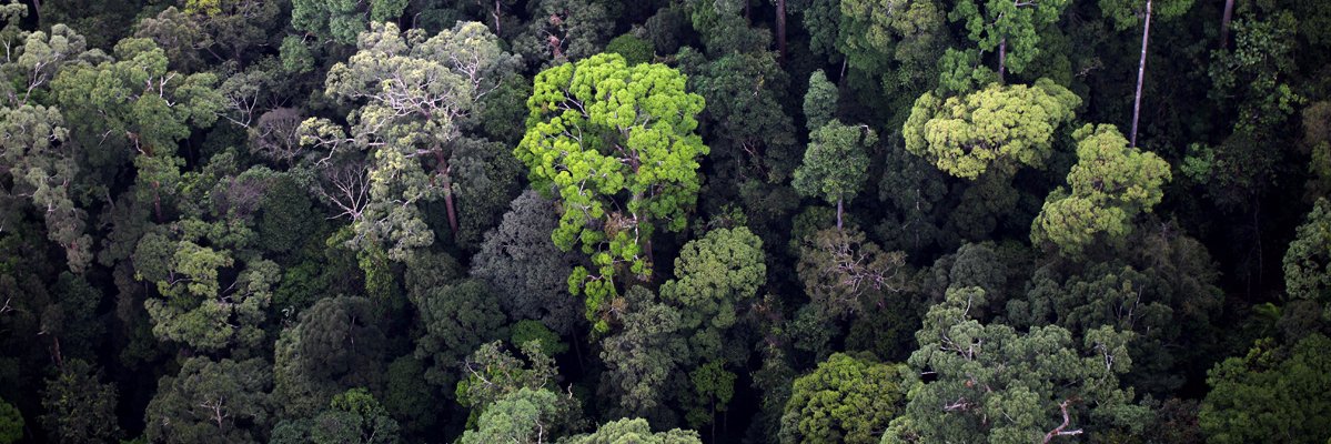 BAmazonia's profile banner image